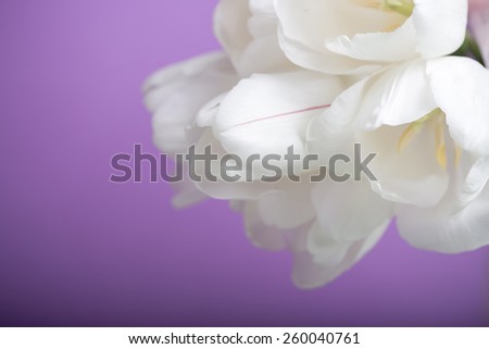 spring flowers white tulips bouquet on violet vintage background present for holidays mother day easter valentines