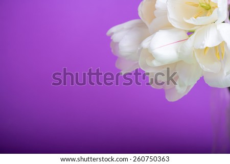 spring flowers white tulips bouquet on violet background present for holidays mother day easter valentines