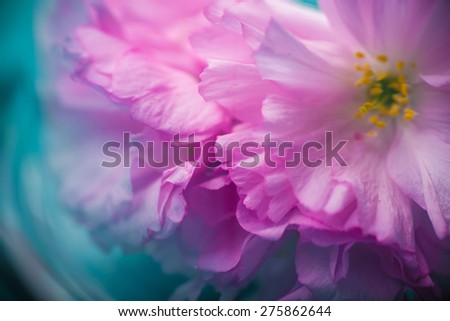 spring blossom flowers of sakura tree on blue wooden background art vision