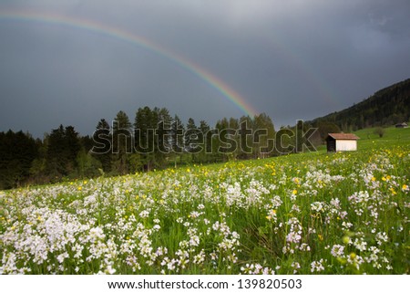 A mountain meadow full of spring flowers in the sun as the storm moves out leaving a double rainbow in the dark gray sky.
