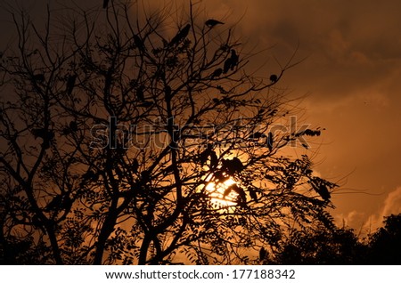 Pretty colorful sunset in the backdrop with a tree and birds sitting on it in the foreground, perfect natural background