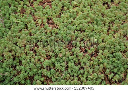 The green background of the spring sprouts. In April decorative plants form a funny designs.