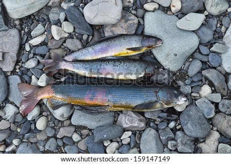 The caught fish before, had cooked fish soup. Siberian grayling.