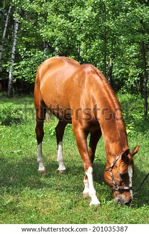In early summer horse feasting on fresh juicy grass. The horse in the green forest.