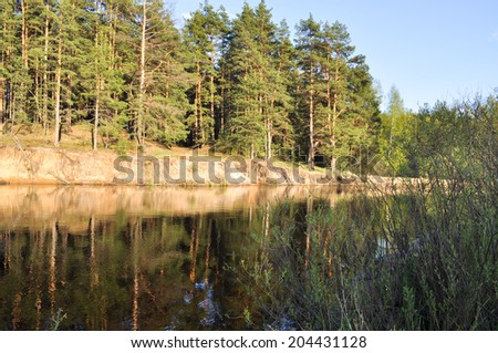The edge of a pine forest on the hillside of sand Berega river sunshine rays of the evening sun.