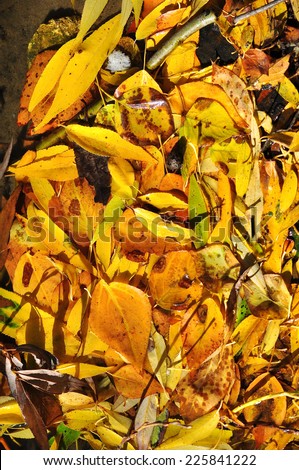 Abstract background of fallen leaves. Colorless pattern from vegetable raw materials.