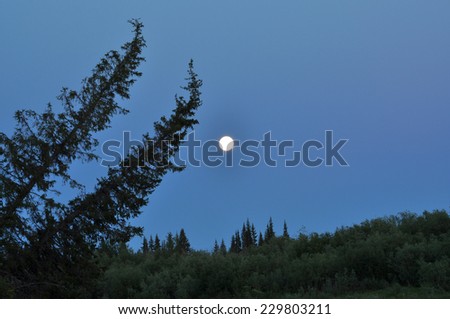 Night, the moon and trees. Polar Ural, Komi Republic, Russia.