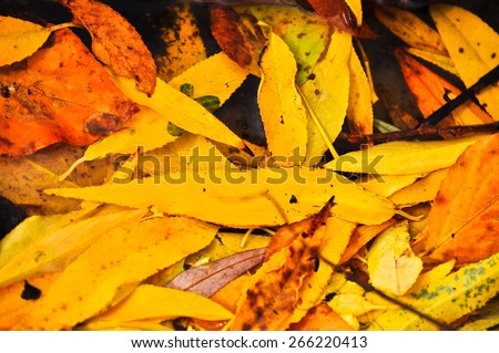 Fallen leaves. A carpet of fallen leaves on the ground in the autumn Park.