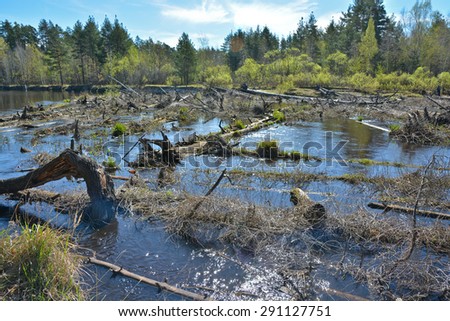 A blockage on the forest river. Spring river landscape in the national Park of Central Russia.