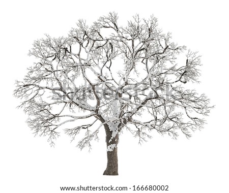 Winter Tree On Snow Isolated Stock Photo 166680002 : Shutterstock