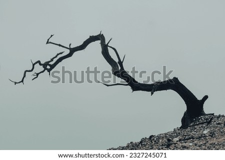 Similar – Image, Stock Photo Tree in the fog Nature