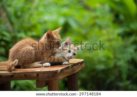 Young cat on the chair