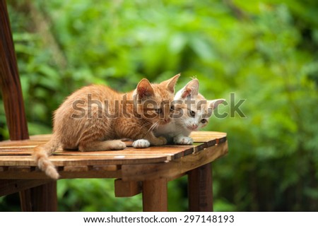 Young cat on the chair