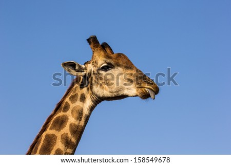 giraffe neck and head tongue out