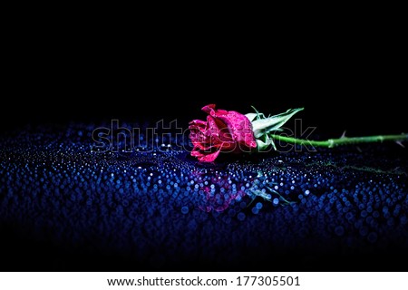 wet red rose on blue black