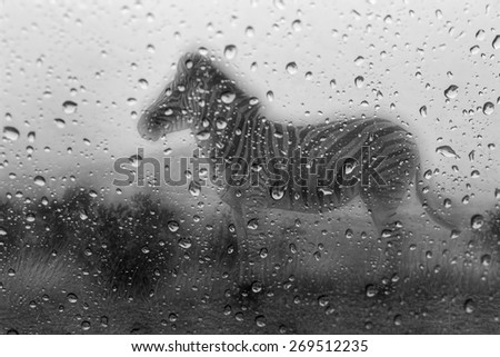 Black and white zebra behind a rainy window