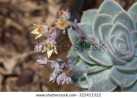 Desert flower in bloom