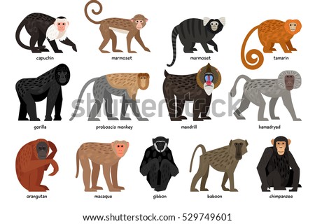 Big set of different Monkeys