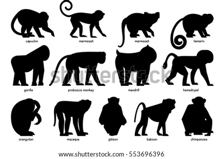 Big set of silhouettes of different Monkeys