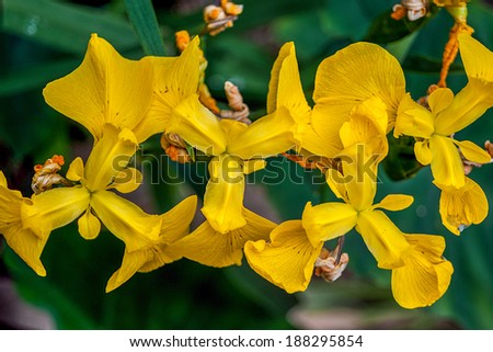 The three petals characteristic of Iris pseudacorus (yellow flag, yellow iris, water flag)
