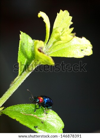blue bug on a green leaves black isolated