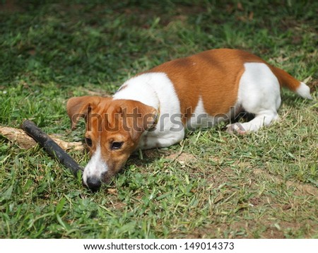 4 months young Jack Russel terrier puppy white and brown playing on a green grass area with a black plastic stick