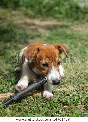 4 months young Jack Russel terrier puppy white and brown playing on a green grass area with a black plastic stick