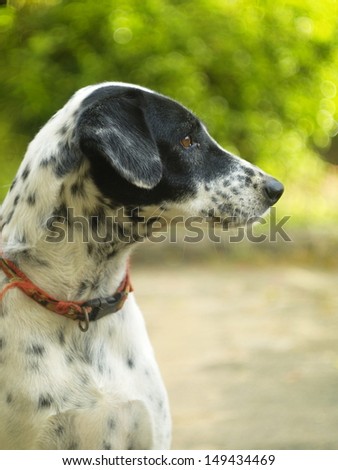 dalmatian dog no purebred head shod side view in green area