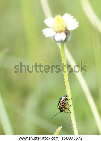 metallic green-orange -pink bug, tropical beetles with black dots creeping under sunlight in summer on a grass flower in green area in nature with natural bokeh background, Thailand