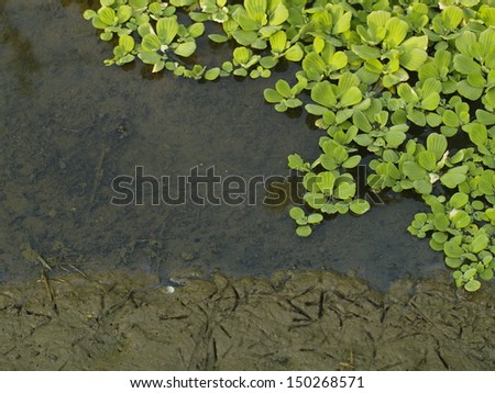 tiny soft  green water fern, mosquito fern floating in a garden pond close up under sunlight with light reflecting on water and footprints of birds