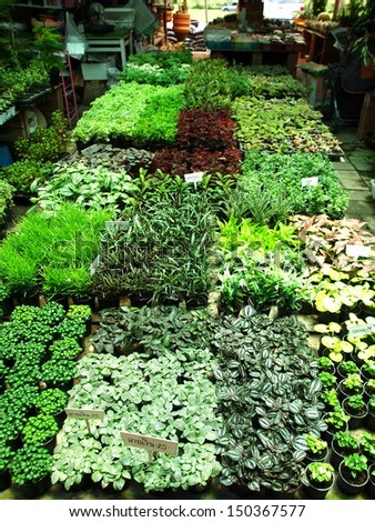 rows of pots with tiny little small plants in botany shop botanical market Thailand