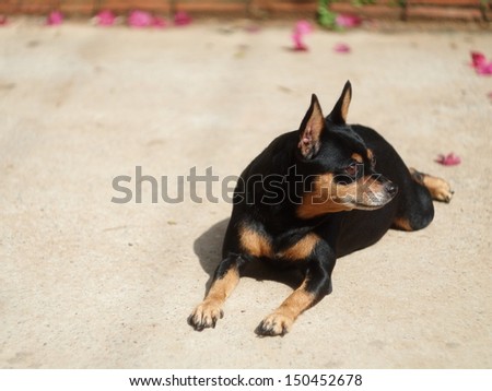 black miniature pinscher dog laying on the garage floor under sunlight watching outside
