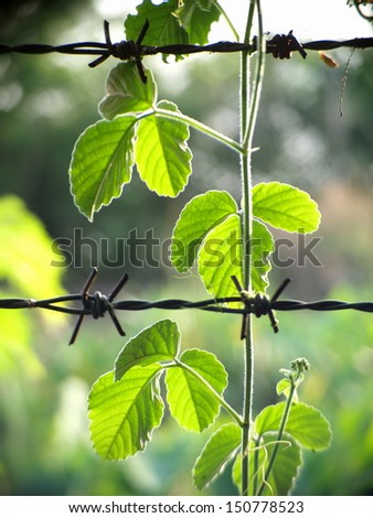 green young creeping plant, climber, typical tropical jungle plant with green leaves under sunlight with beautiful bokeh background on barbed wire