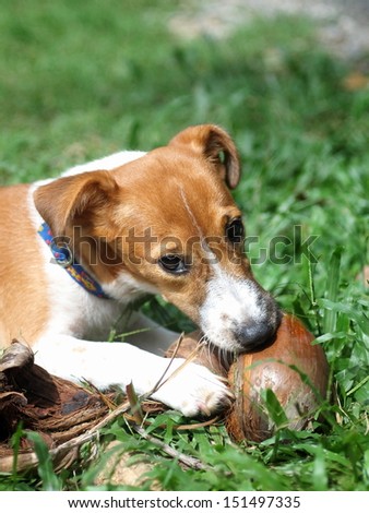 4 months young Jack Russel terrier puppy white and brown playing on a green grass area with a dry coconut