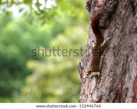 a red brown small asian squirrel/chipmunk with small ears and tail on a tree in a park in Bangkok