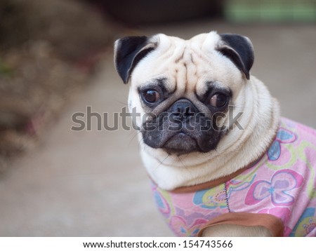 lovely white pug dog wearing dog shirt sitting outdoor making sad face