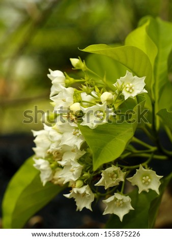 Bread Flower, Vallaris globra Ktze, white fragrant, aromatic exotic tropical flower with green bokeh background