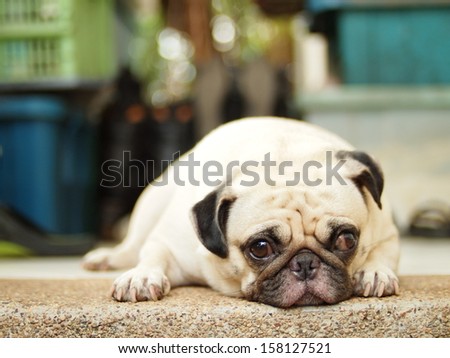 fat lovely pug dog laying on the floor  making sad face