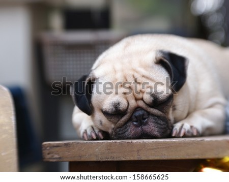 white fat pug dog laying and sleeping outdoor under natural sunlight making funny face