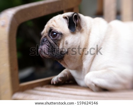 white fat pug dog laying on a wooden chair making sad face
