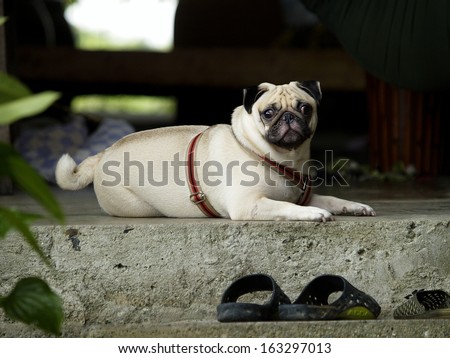 happy active white fat lovely pug dog making serious face, sadly face with expression of thinking, asking, waiting, and looking at the camera