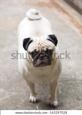 happy active white fat lovely pug dog making serious face, sadly face with expression of thinking, asking, waiting, and looking at the camera