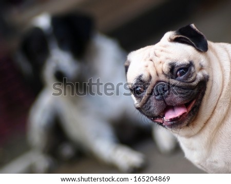 a lovely white fat pug dog with a dalmatian laying on the floor inthe background looking at camera and smiling