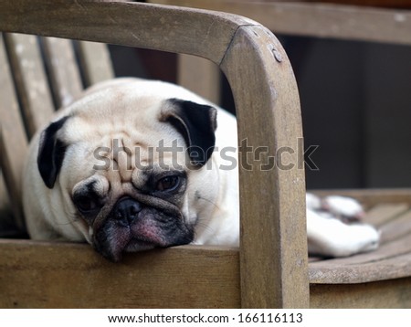 lovely white fat pug dog close up lying on a wooden chair making sad face