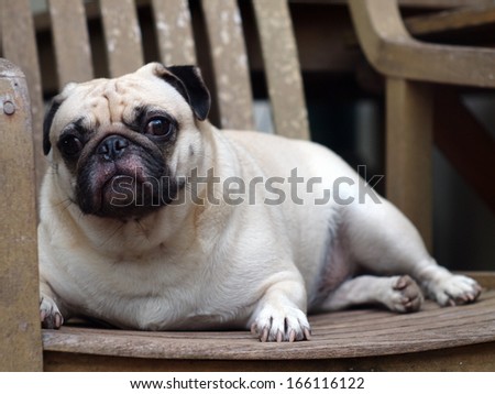 lovely white fat pug dog close up lying on a wooden chair making sad face