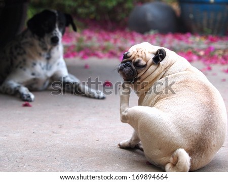 a lovely white fat pug sitting on the garage floor scratch itself with it's leg with a tall dalmatian dog looking laying on the floor in the background