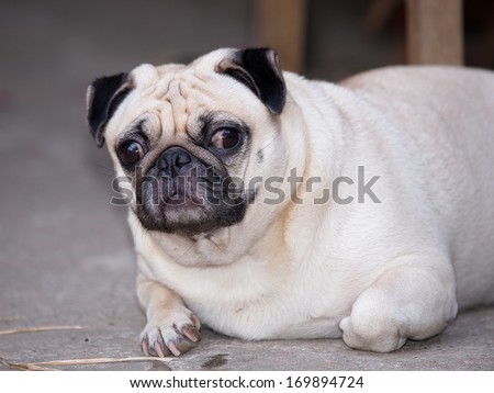 cute lovely white fat pug dog  lying on the floor making funny face looking at camera
