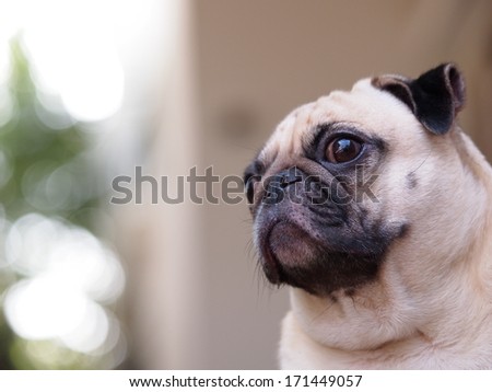 portraits of a white fat pug dog under natural sunlight making funny face with nice green surrounding bokeh background