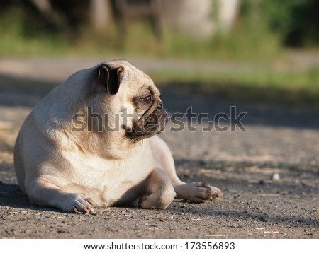 happy active white pug dog making serious face, laying on the country road near a green field outdoor under morning sunlight and long shadow on the ground in a good weather day