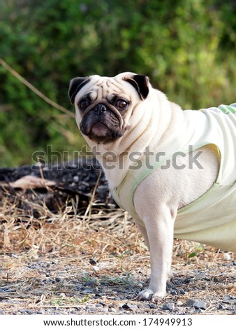 happy active white pug dog wearing light green baby wear, walking on country road near a green field outdoor under morning sunlight with green area elements in the background